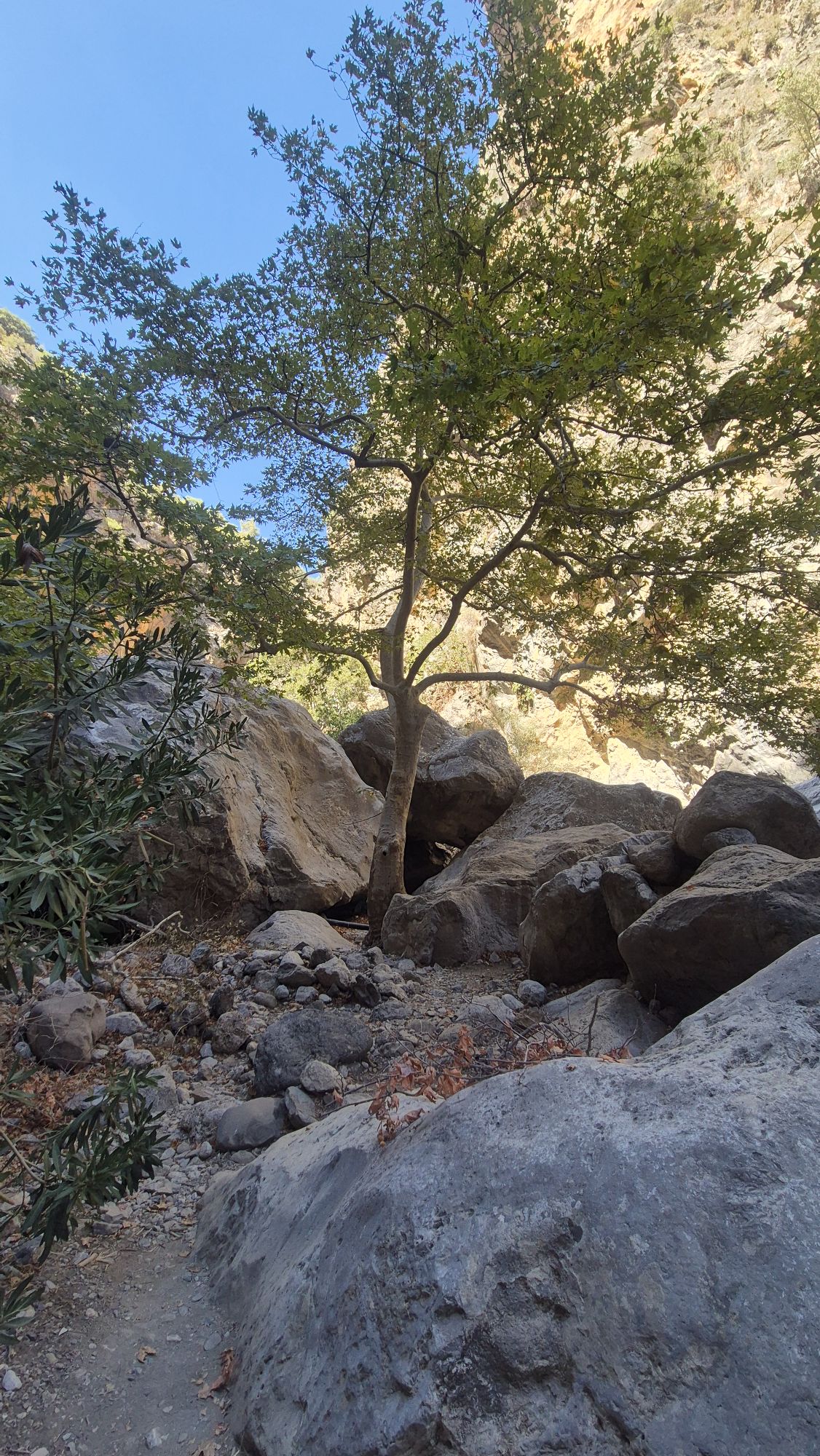 Baum mitten in der Schlucht